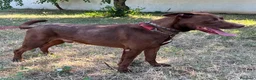 Meticcio cani in regalo: CARAMELLO BELLISSIMO  - Annuncio 7