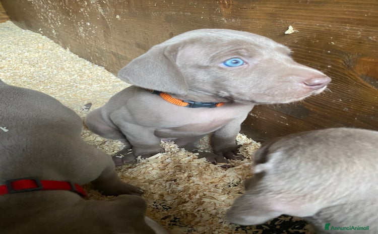 Weimaraner cani a Provincia di Modena - Annuncio 2