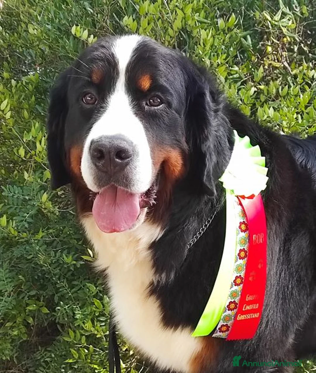 Immagine della galleria {{count}}