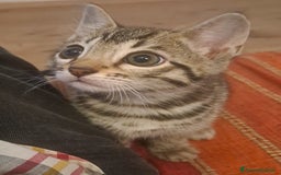 Bengala gatti in vendita: Gattino maschio di razza bengala a Provincia della Spezia - Immagine 2