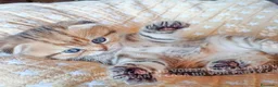 Scottish gatti in vendita: Cuccioli Scottish Fold con Pedigree - Annuncio 10