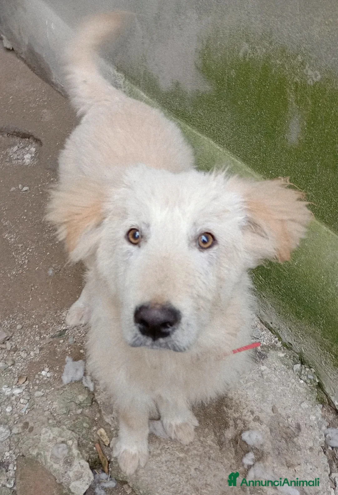 Meticcio gatti in regalo: AKY MIX GOLDEN/MAREMMANO  - Annuncio 6