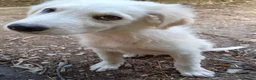 Pastore Abbruzzese Maremmano cani in regalo: Cuccioli (mix) maremmano a Città Metropolitana di Torino - Annuncio 6
