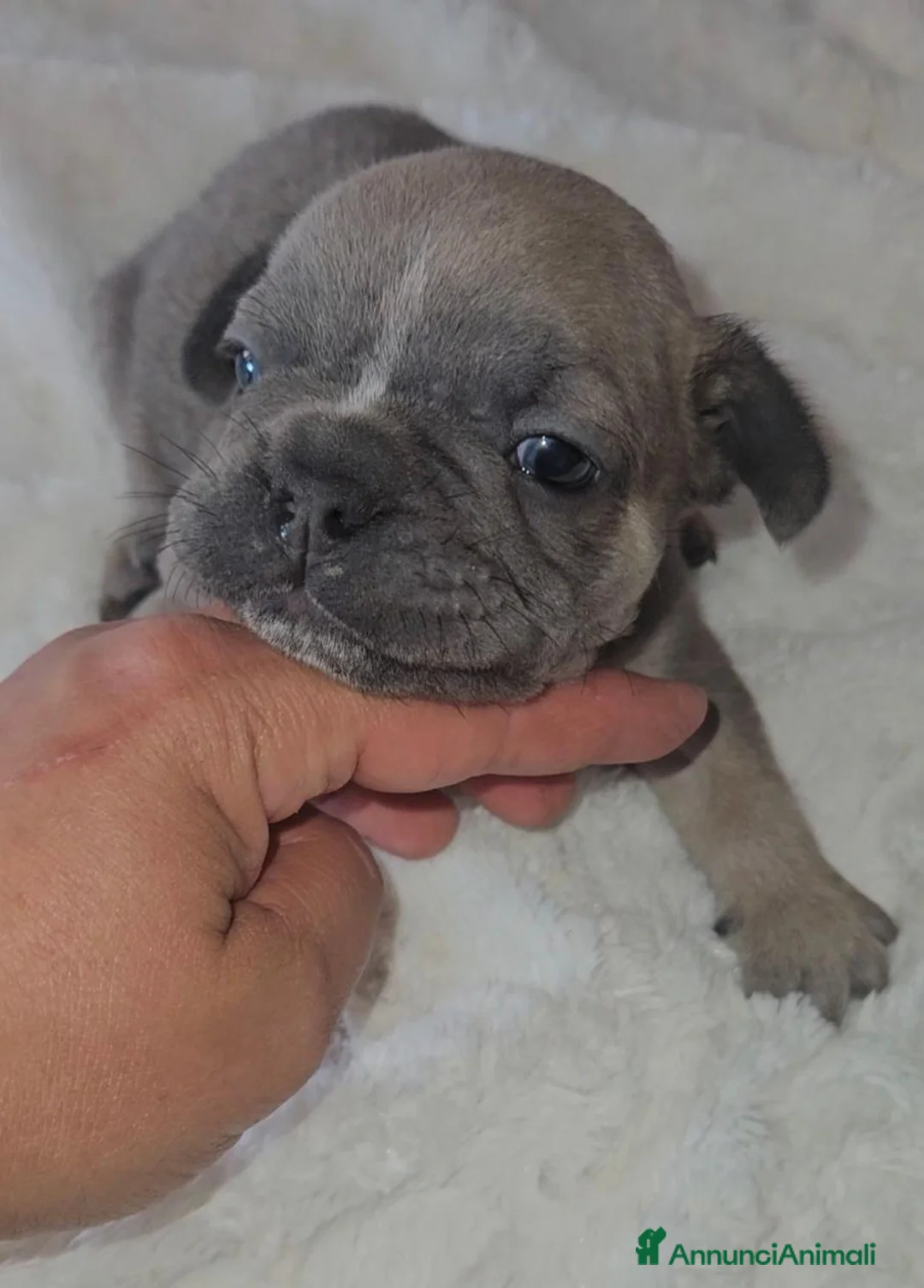 Bulldog Francese cani in vendita: Bulldog francese  a Città Metropolitana di Bologna - Annuncio 9