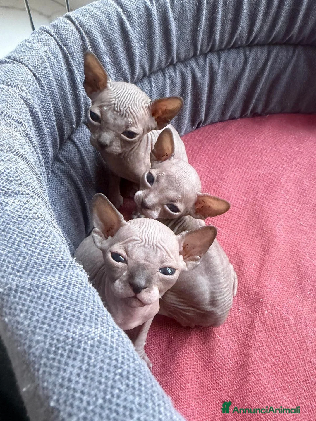 Sphynx gatti in vendita: Bellissimi cuccioli di canadian sphynx - Annuncio 4