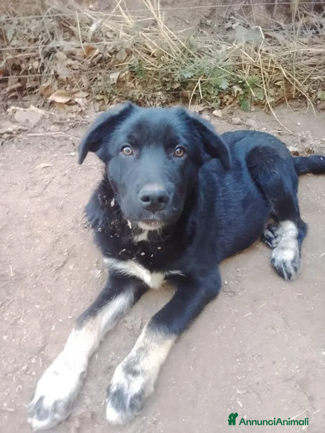 Meticcio cani in regalo: Spike - Annuncio 1