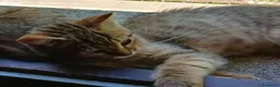 Altre razze gatti in vendita: Gattina Pixie bob  - Annuncio 2