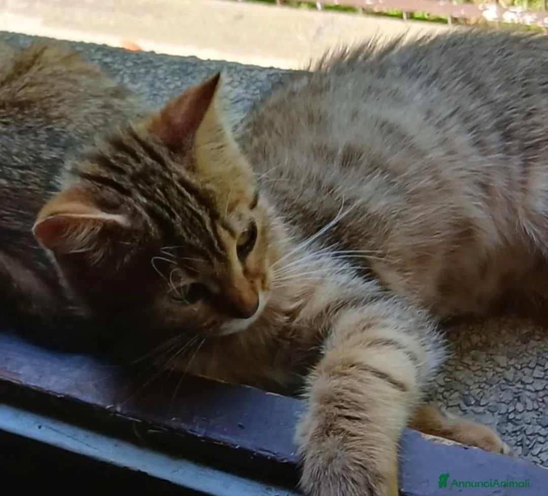 Altre razze gatti in vendita: Gattina Pixie bob  - Annuncio 2