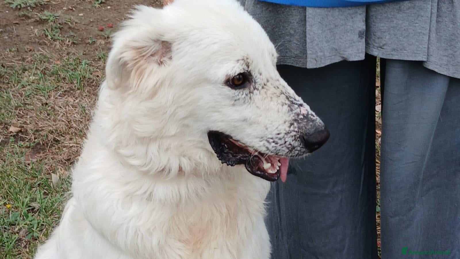 Meticcio cani in regalo: PROSPERO PIU' DI TUTTI MERITA IL TUO AMORE - Annuncio 28