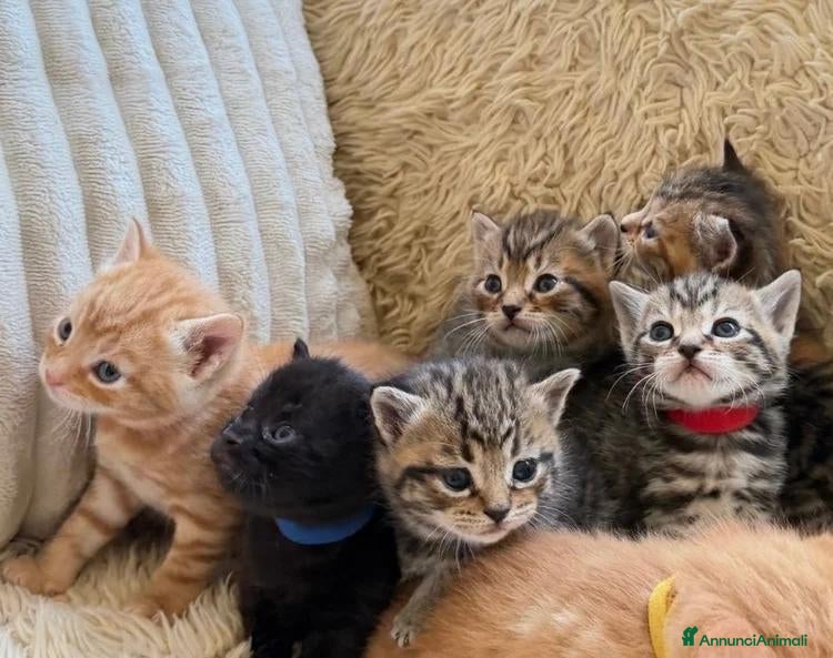 Maine Coon gatti Adorabili Gattini F/M - Annuncio 7