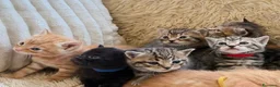 Maine Coon gatti in vendita: Adorabili Gattini F/M - Annuncio 1