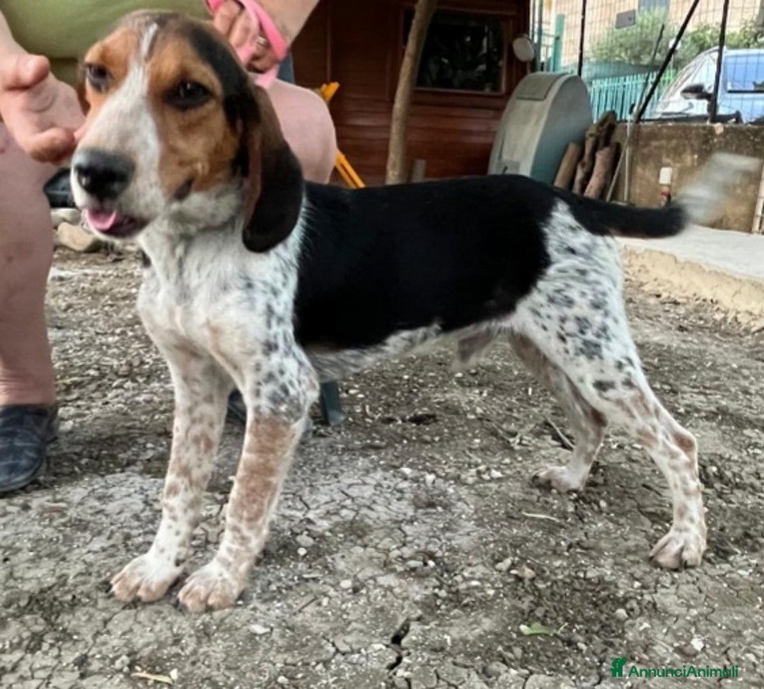 Meticcio cani in regalo: Ulisse mix Beagle 2anni medio piccolo SICILIA SOS - Annuncio 2