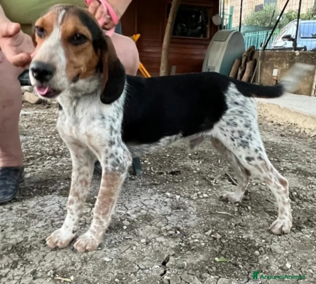 Meticcio cani in regalo: Ulisse mix Beagle 2anni medio piccolo SICILIA SOS - Annuncio 2