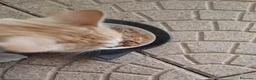 Europeo gatti in regalo: GATTE E GATTINE a Provincia di Piacenza - Annuncio 4