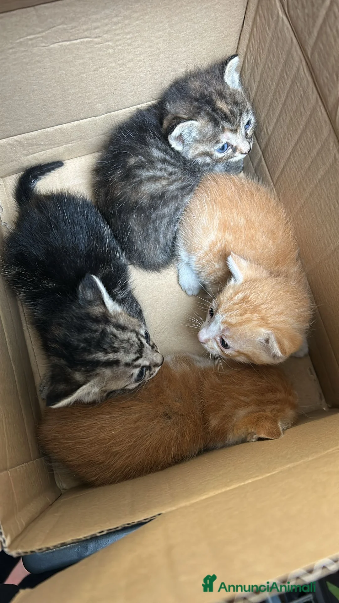 Meticcio gatti in regalo: GATTINI  a Provincia di Lecco - Annuncio 1