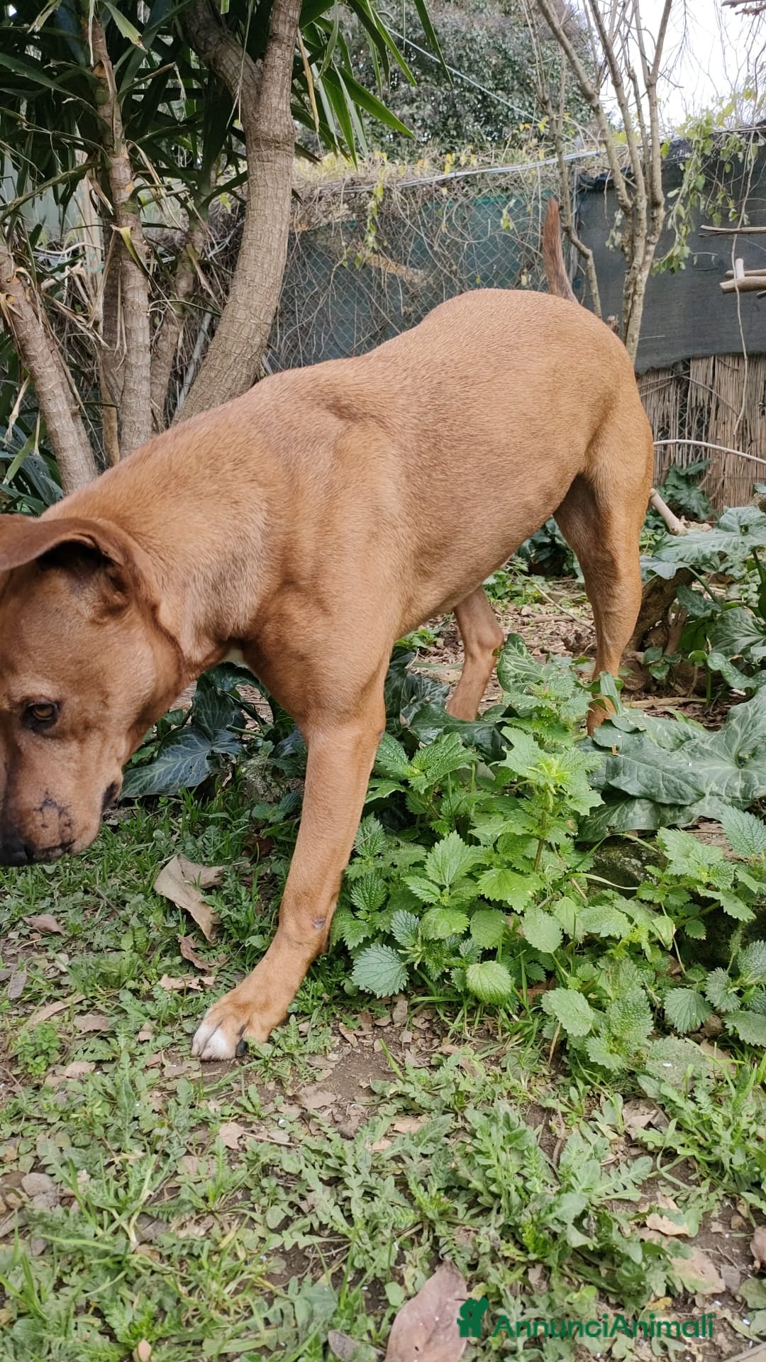 Meticcio cani in regalo: Ciro simil Pitbull 6anni aspetta ancora.LIVORNO a Città Metropolitana di Milano - Annuncio 2