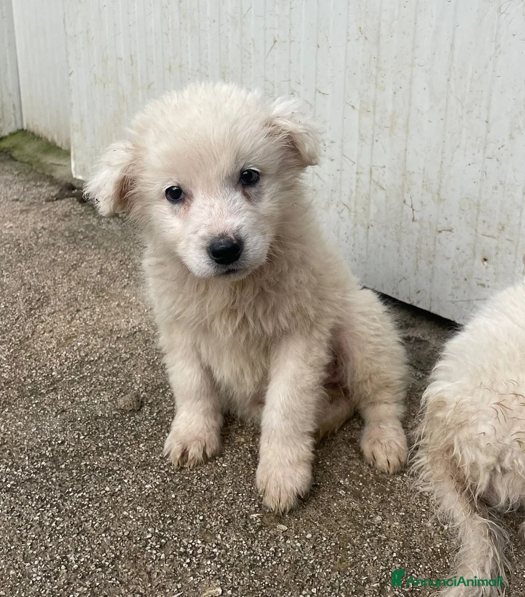 Meticcio cani in regalo: LE FANTASTICHE FREYA e RUNA - Annuncio 6