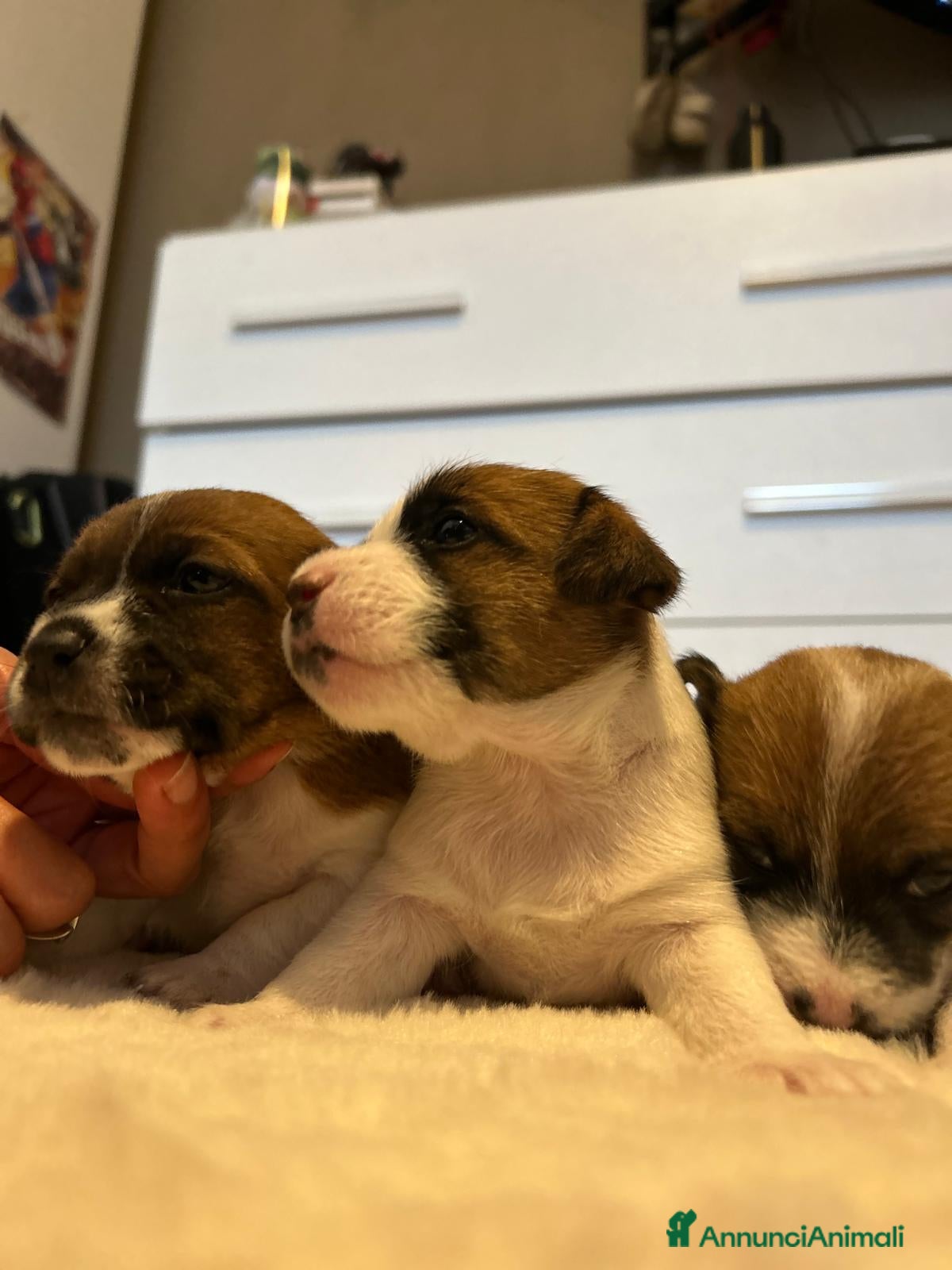 Jack Russell cani Disponibili 3 splendidi Jack Russell con pedigree  - Annuncio 12