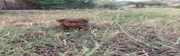 Labrador cani in vendita: Cuccioli di Labrador Choco  - Annuncio 12
