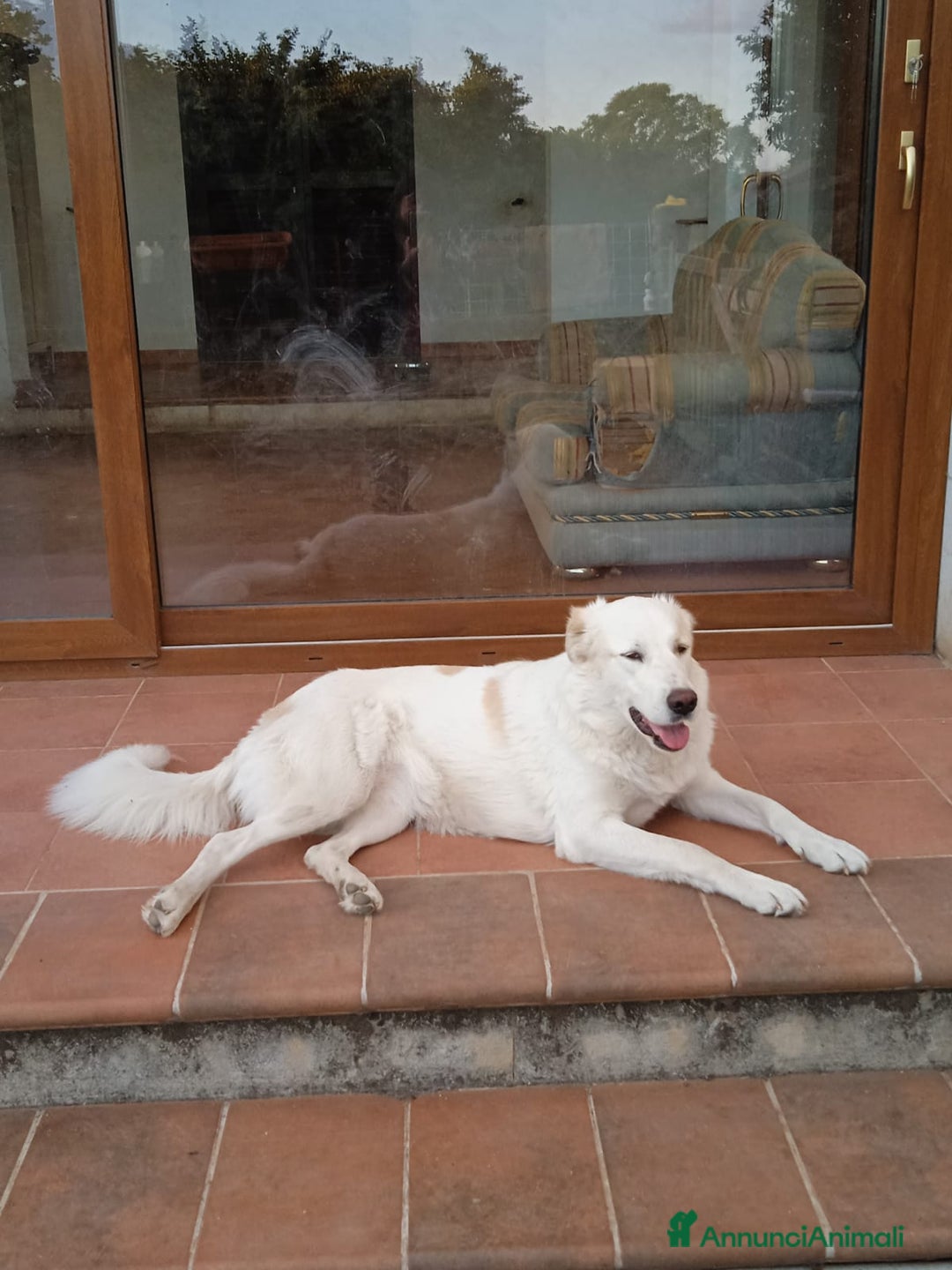 Pastore Maremmano cani in regalo: Meravigliosa Marlene  a Provincia di Viterbo - Annuncio 5