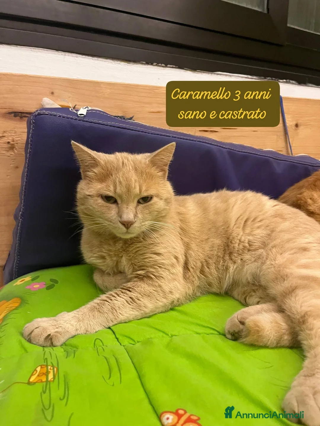 Altre razze gatti in regalo: Tanti gattini desiderosi di trovare casa  a Provincia di Bergamo - Annuncio 12