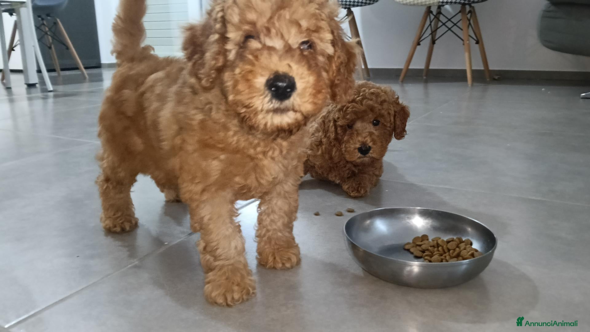 Barboncino Toy cani in vendita: Barboncino toy red DISPONIBILE  - Annuncio 8