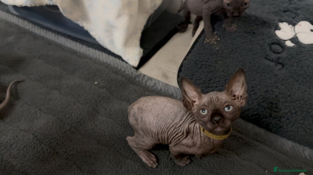 Sphynx gatti in vendita: Sphynx canadian black con pedigree a Provincia di Modena - Immagine 6