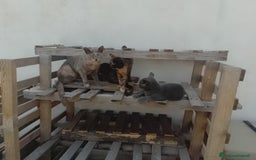 Meticcio gatti in regalo: Gattini - Annuncio 7