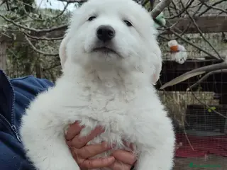 Pastore Maremmano cani Orfeo dolcissimo orsetto 2 mesi taglia grande - Annuncio 4