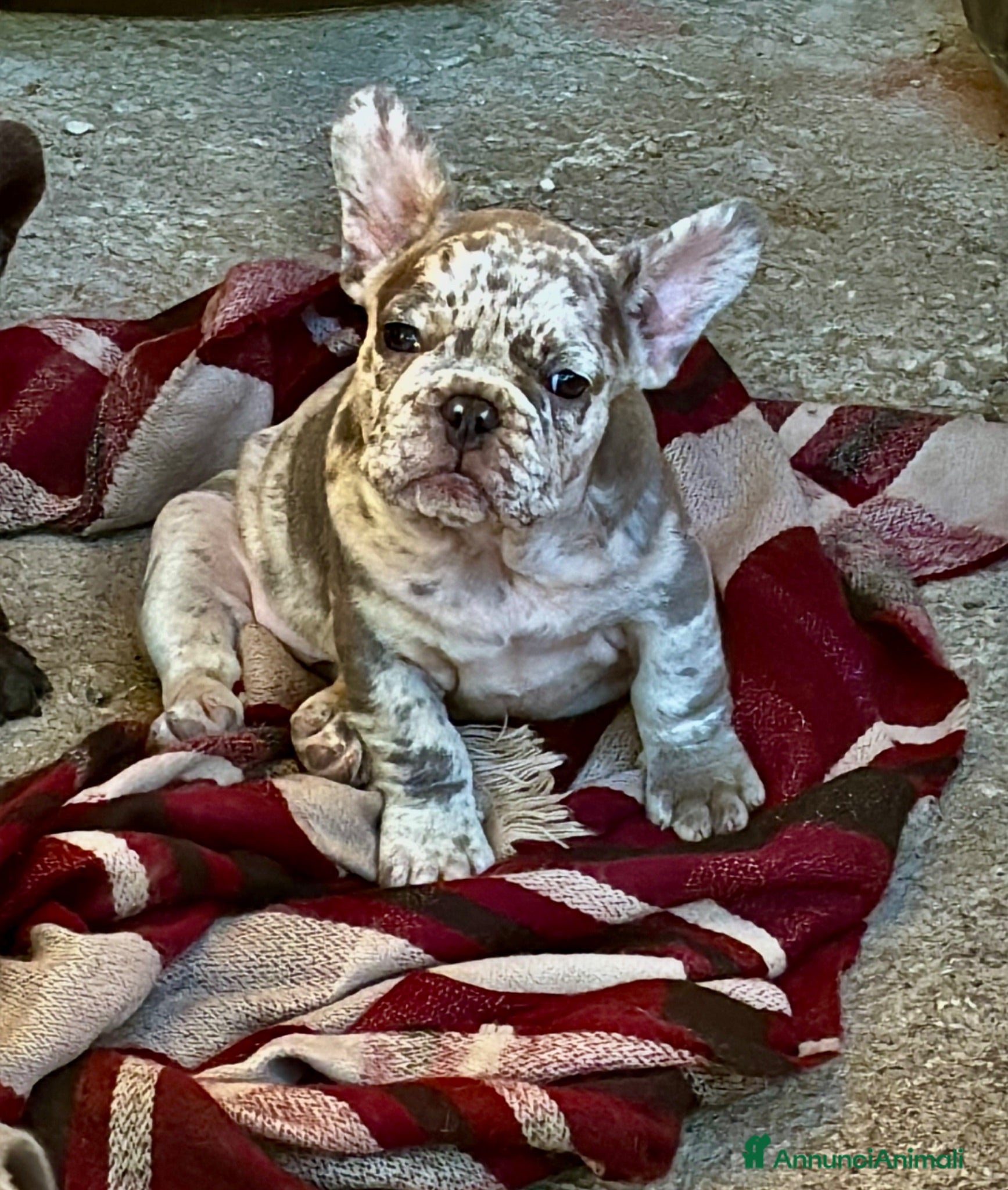 Bulldog Francese cani Cucciola Bulldog Francese  - Annuncio 1