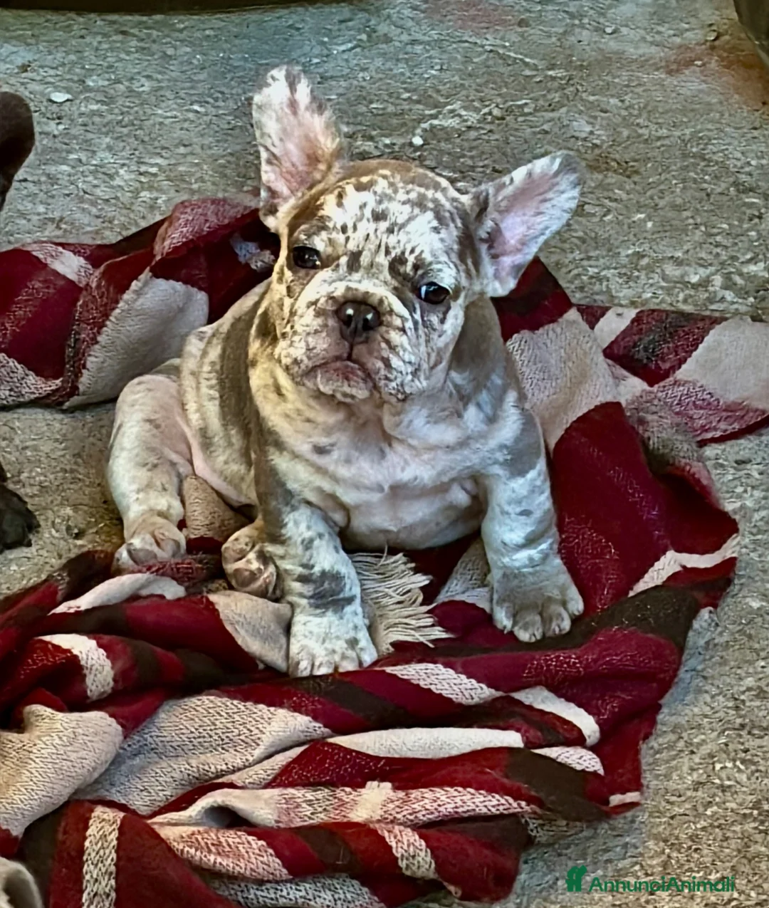 Bulldog Francese cani in vendita: Cucciola Bulldog Francese  - Annuncio 1