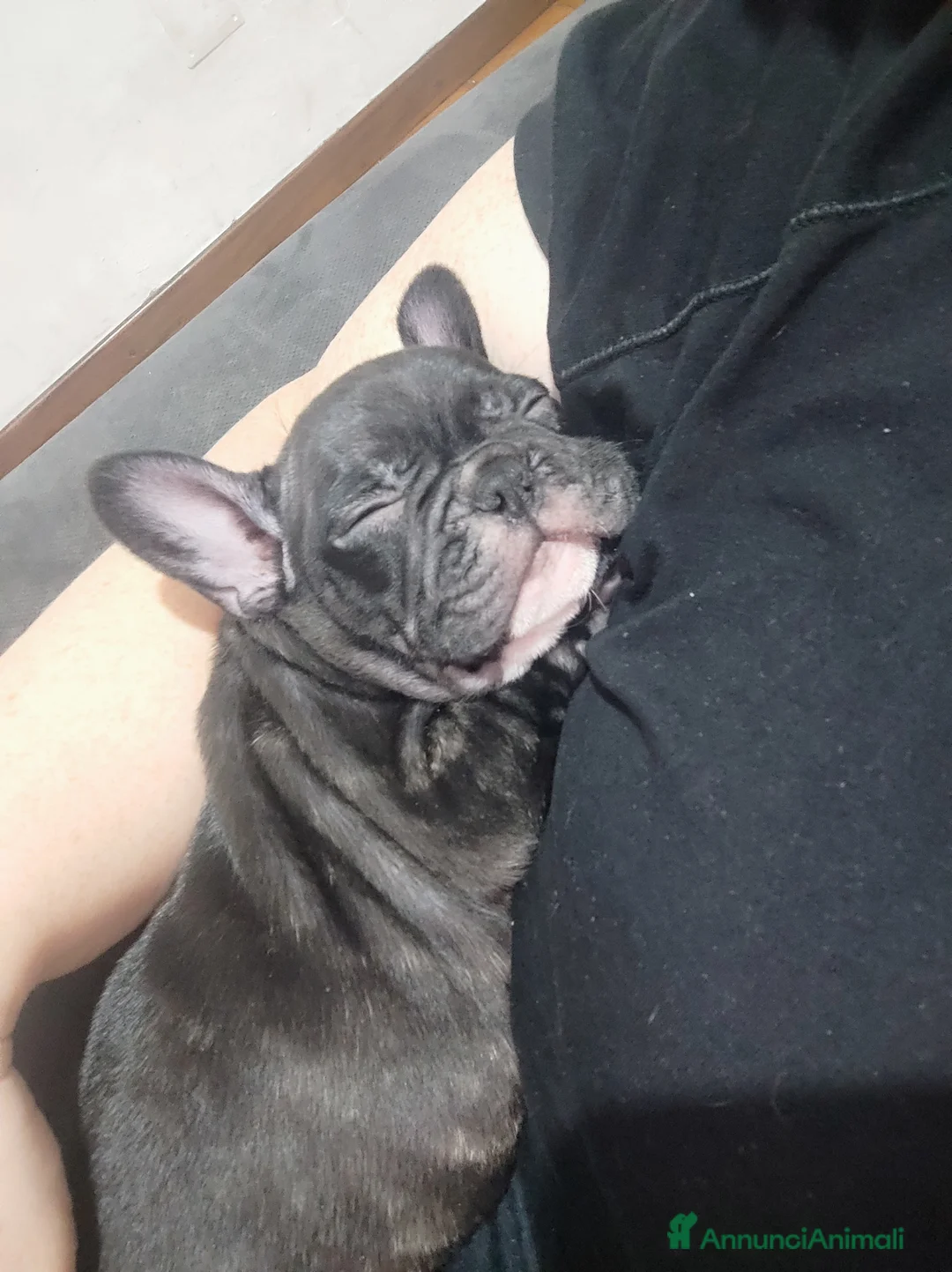 Bulldog Francese cani in vendita: Cuccioli di bulldog francese  - Annuncio 6