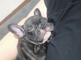 Bulldog Francese cani Cuccioli di bulldog francese - Annuncio 5