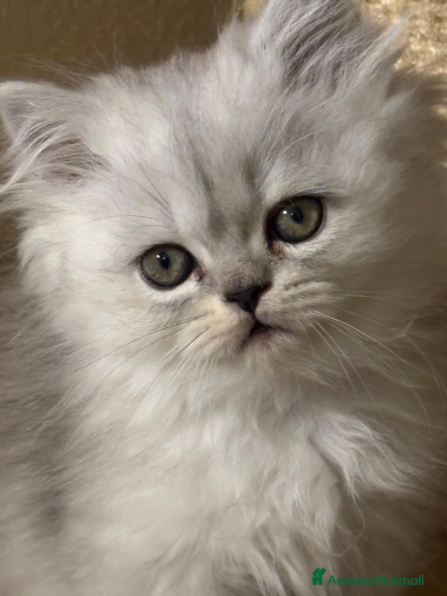 Persiano gatti in vendita: Gattino Cucciolo Persiano - Annuncio 1