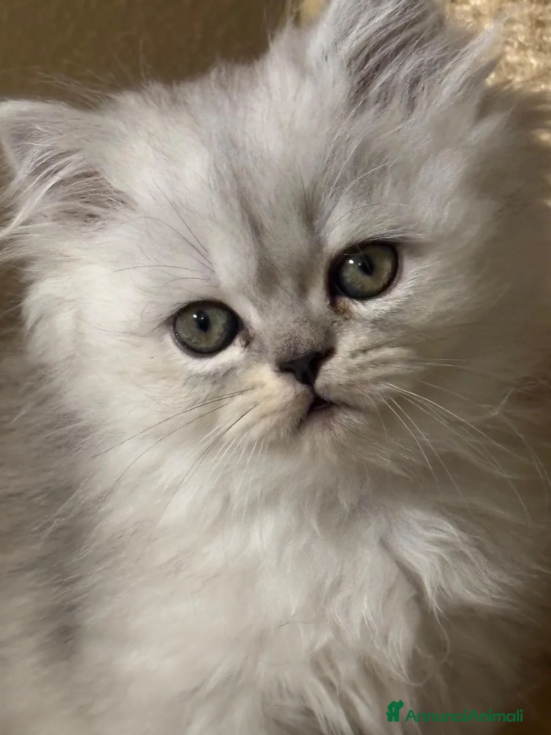 Persiano gatti in vendita: Gattino Cucciolo Persiano - Annuncio 1