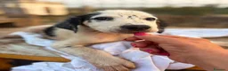 Meticcio cani in regalo: Mia 2mesi e 1/2 tg media futura SOS CASA SICILIA - Annuncio 4