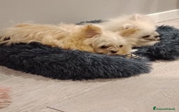Altre razze cani in vendita: Vendo 2 cucciole stupende di taglia toy a Provincia di Pavia - Immagine 4