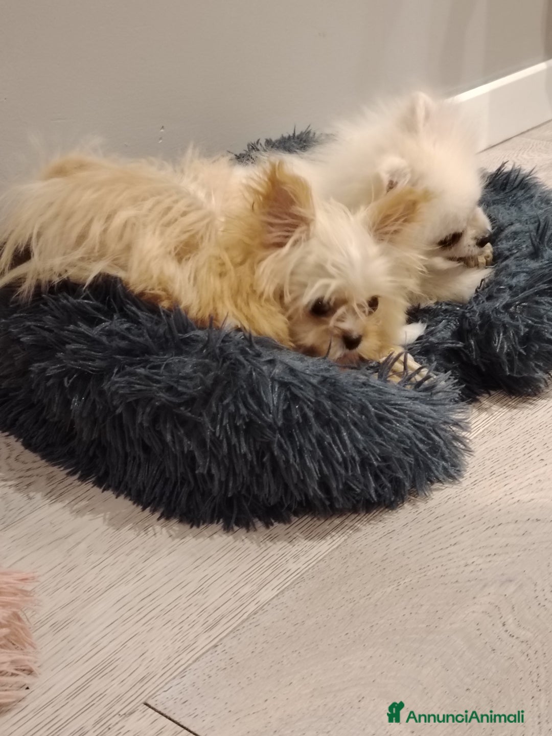 Altre razze cani in vendita: Vendo 2 cucciole stupende di taglia toy a Provincia di Pavia - Immagine 4
