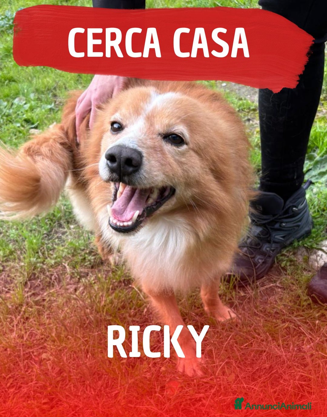 Meticcio cani in regalo: RICKY 💙- simil volpino, nessuno chiama per lui 🥲 - Annuncio 1