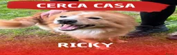 Meticcio cani in regalo: RICKY 💙- simil volpino, nessuno chiama per lui 🥲 - Annuncio 1