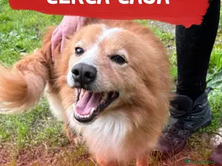 Meticcio cani RICKY 💙- simil volpino, nessuno chiama per lui 🥲 - Annuncio 42