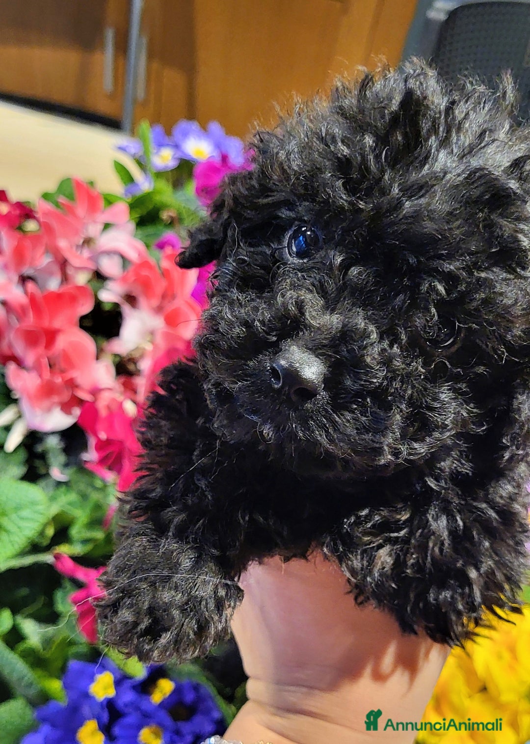 Barboncino cani in vendita: Cucciolo di barboncino  - Annuncio 1