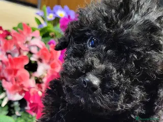 Barboncino cani Cucciolo di barboncino - Annuncio 9