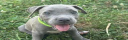 Pitbull cani in vendita: Cuccioli Pit Bull con pedigree anche a rate - Annuncio 16