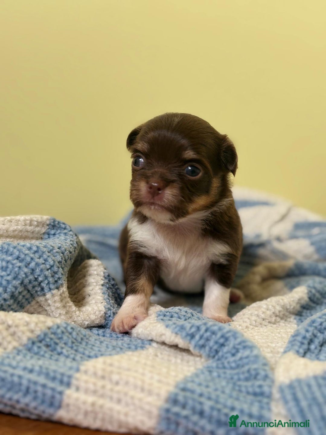 Chihuahua cani in vendita: Cuccioli di chihuahua a pelo lungo con pedigree  a Provincia di Bergamo - Immagine 3