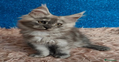 Maine Coon gatti a Città Metropolitana di Venezia - Annuncio 7