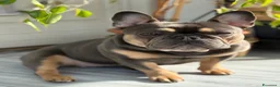 Bulldog Francese cani in vendita: Cucciolo di bulldog francese  - Annuncio 2