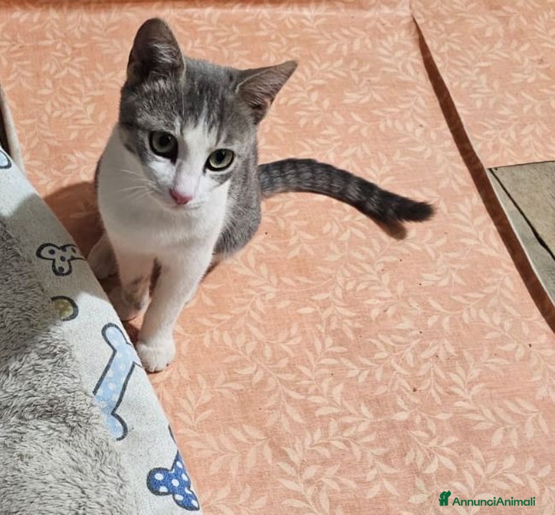 Europeo gatti in regalo: Micine simil certosina e tigrata cercano casa - Annuncio 5