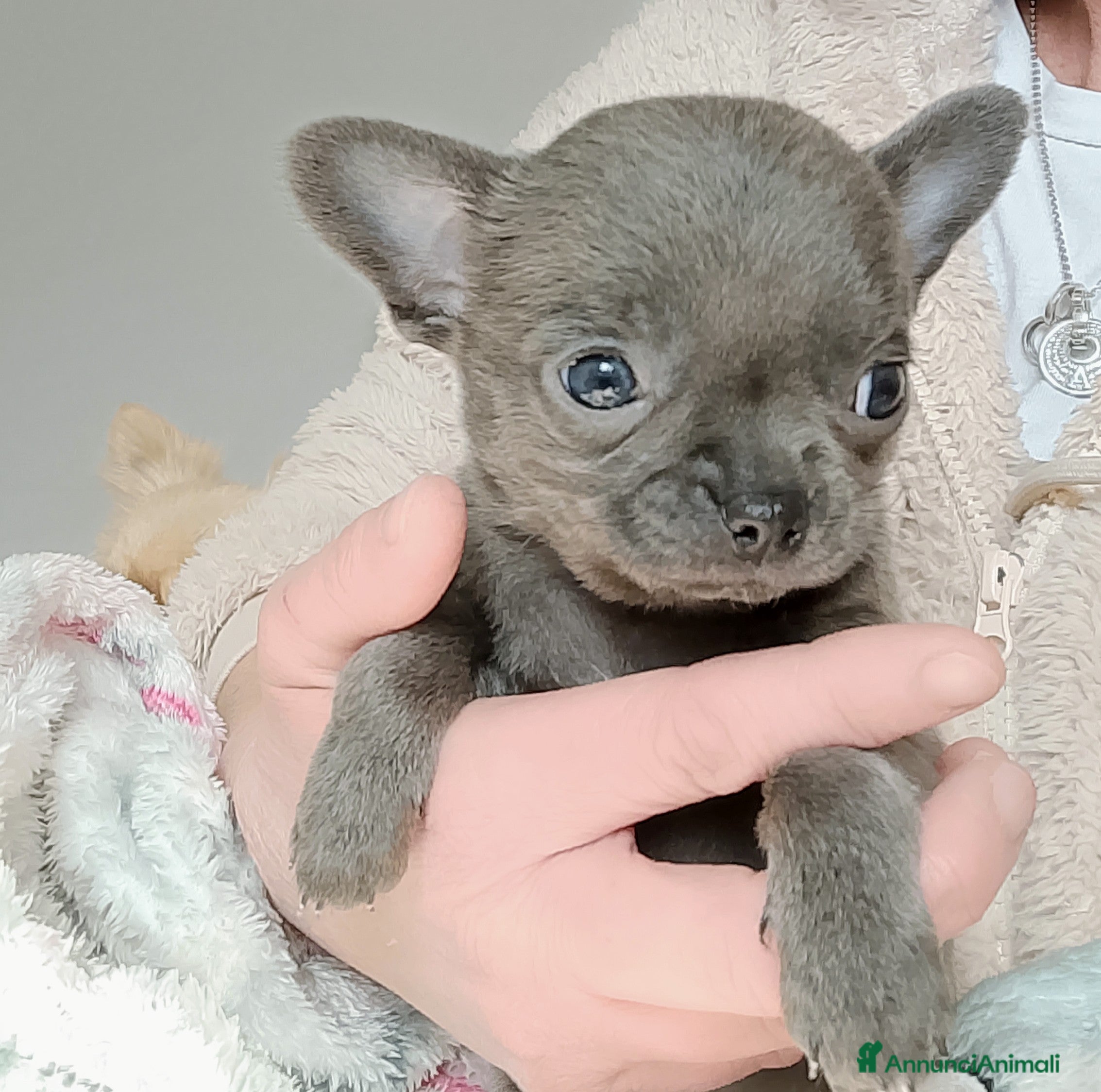 Chihuahua cani Chihuahua pedigree ENCI  - Annuncio 2