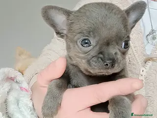 Chihuahua cani Chihuahua pedigree ENCI - Annuncio 2